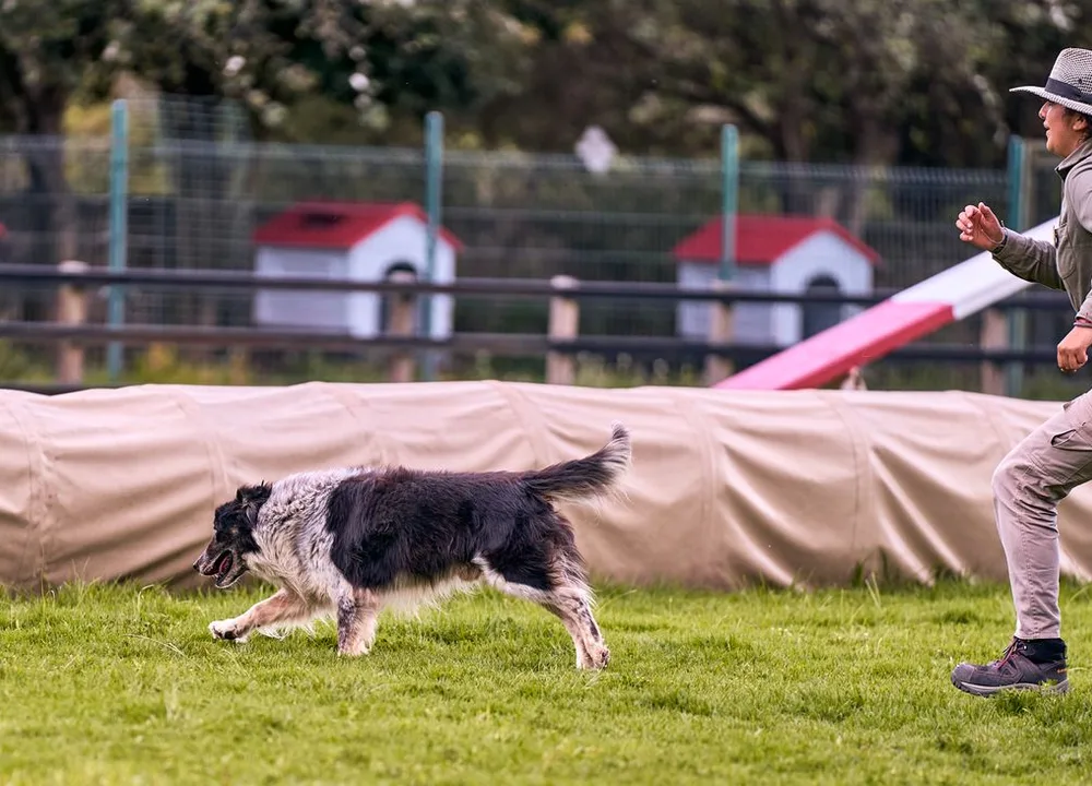 Vorteile für Hundetrainer